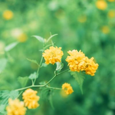 木瓜奇迹私服无线转生版下载